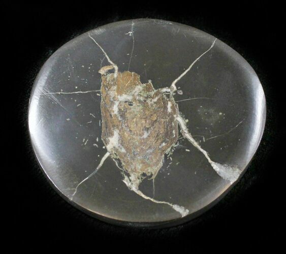 Polished Fish Coprolite (Fossil Poo) - Scotland #24548